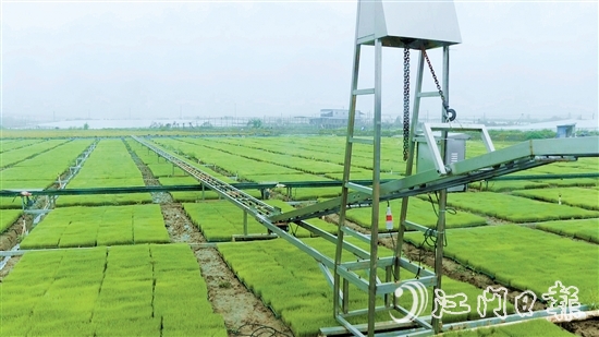 三江鎮(zhèn)利香農(nóng)場投資引進自動化水稻育秧設(shè)備。