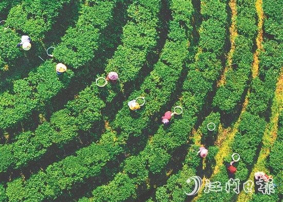 正值春茶采摘期，在黃亞山茶業(yè)的茶場里，茶農(nóng)們正在采摘茶葉。