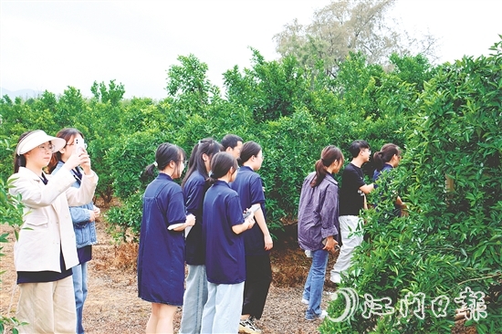 港澳學(xué)子們?cè)谏澈?zhèn)和平村的茶枝柑種植基地深入了解恩平茶枝柑產(chǎn)業(yè)的發(fā)展現(xiàn)狀。