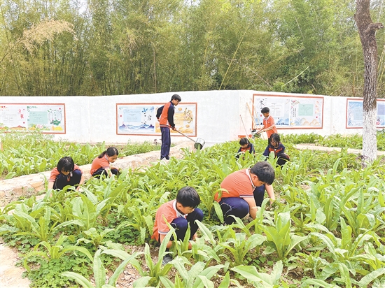 在大田鎮(zhèn)中心小學的種子園，師生們一起除草、澆水、采摘蔬菜，忙得不亦樂乎。