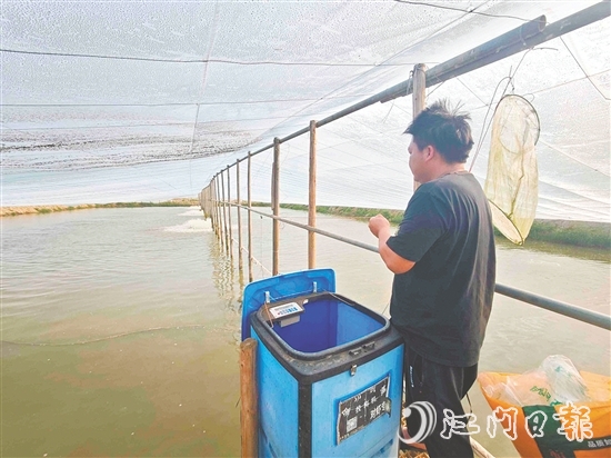 黃劍秋使用自動(dòng)投料機(jī)喂蝦，觀察對(duì)蝦生長(zhǎng)情況。