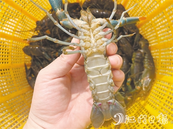 澳洲藍龍蝦品質(zhì)優(yōu)、價格高。