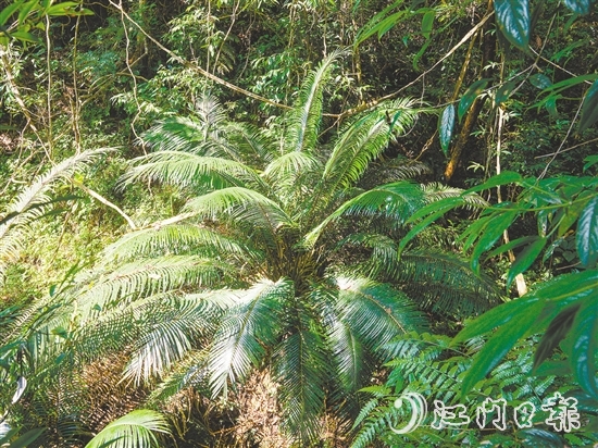 七星坑保護區(qū)內(nèi)首次發(fā)現(xiàn)國家一級保護植物——仙湖蘇鐵。
