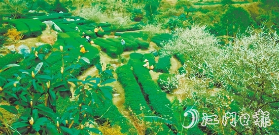 大沙鎮(zhèn)得天獨厚的自然環(huán)境孕育了品質(zhì)優(yōu)異的大沙茶。