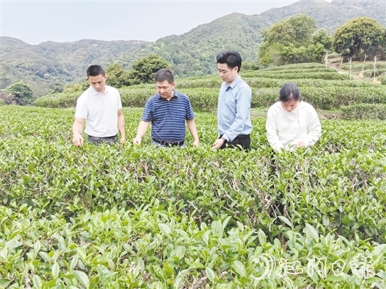 大沙鎮(zhèn)人大主動開展采茶工招聘宣傳工作，為群眾提供就近務(wù)工機會。