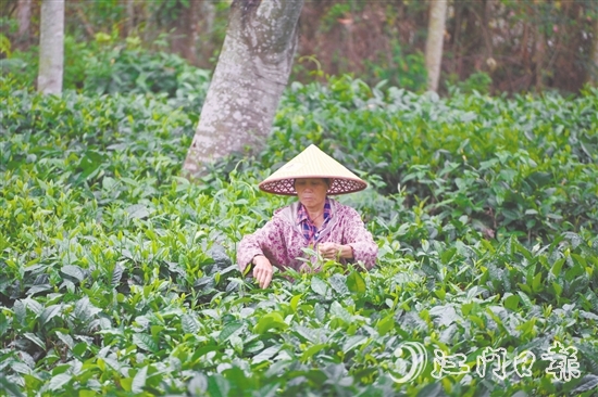 清晨，采茶工在茶山上采摘今年的新茶。