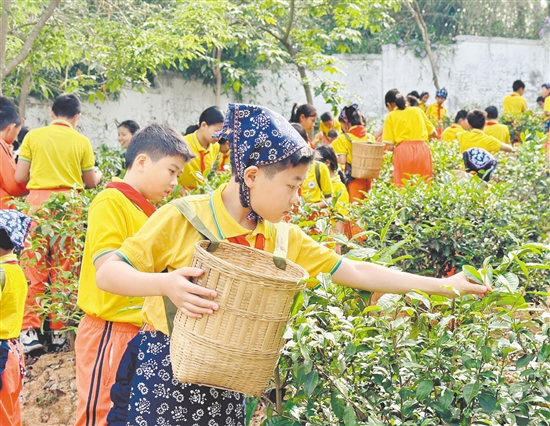 學(xué)生們手持竹簍，穿梭于翠綠茶壟間，嚴(yán)格按照“一芽一葉”的標(biāo)準(zhǔn)采摘茶青。