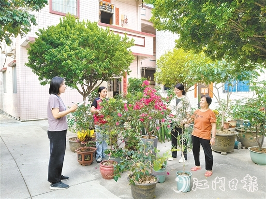 江海區(qū)鄉(xiāng)村綠化工作深入人心。圖為禮樂街道駐新華村干部、村“兩委”干部入戶開展鄉(xiāng)村綠化評分。