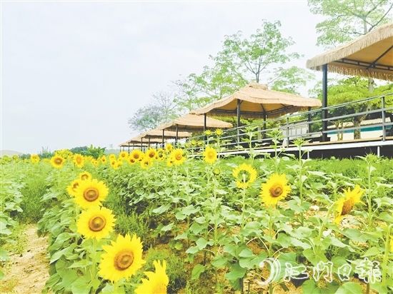 行走在西坑村，綠樹成蔭、鮮花盛開、空氣清新，一幅生態(tài)宜居的美麗鄉(xiāng)村畫卷徐徐展開。