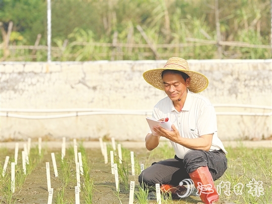 臺(tái)山市農(nóng)業(yè)技術(shù)推廣中心良種示范場(chǎng)場(chǎng)長謝文青