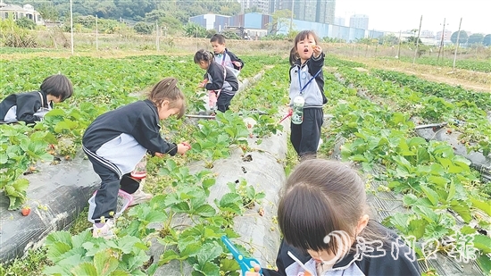 每逢周末，不少孩子來到臺(tái)城街道桂水村的小鮮農(nóng)場(chǎng)體驗(yàn)采摘果蔬的樂趣。