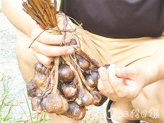 金山火蒜。