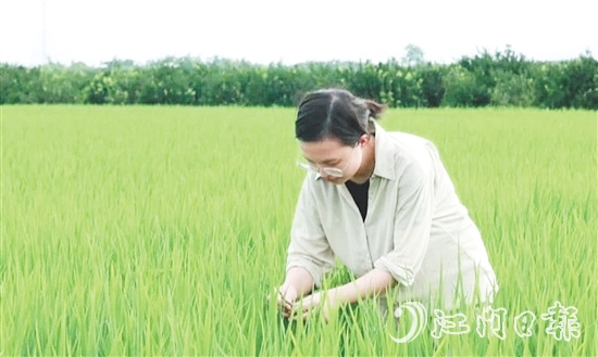 王蒙主要負(fù)責(zé)水稻、玉米的新品種選育、比較試驗(yàn)及示范推廣工作。