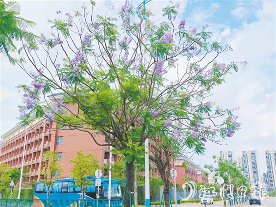 藍紫色的花朵如夢如幻。