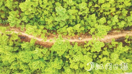 選手們騎行在山林間，和恩平美麗自然風(fēng)光融為一體。