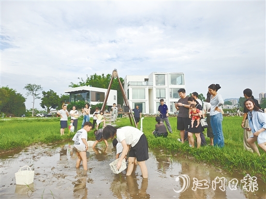 近段時間，不少外地游客專門到恩平市簕菜文化創(chuàng)意園參與農(nóng)耕活動。