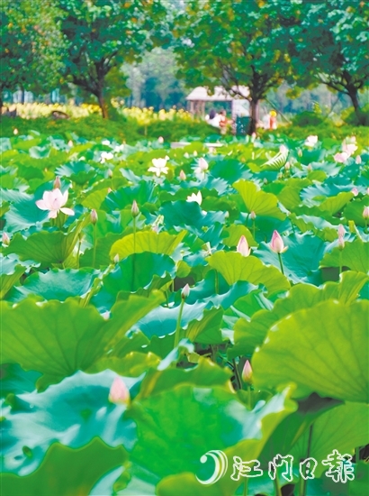 江海都市農(nóng)業(yè)生態(tài)園荷花悄然綻放，預(yù)計(jì)端午前后進(jìn)入盛花期。龔靜