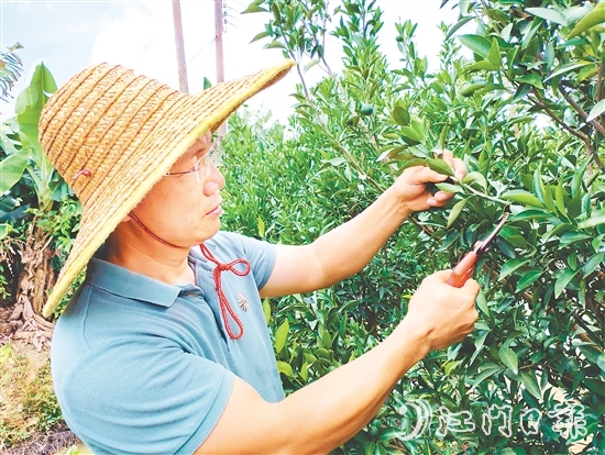 葉朝勝正為新會柑樹修剪枝葉。