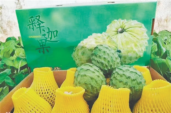 昆中村聚力發(fā)展釋迦果種植，走出“甜蜜致富路”。