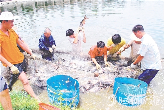 好山出好水、好水養(yǎng)好魚，恩平水資源豐富，水質(zhì)優(yōu)良，適合發(fā)展水產(chǎn)養(yǎng)殖。