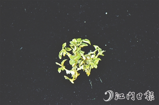 金線蘭全草均可入藥，曾被譽(yù)為“藥中之王”。