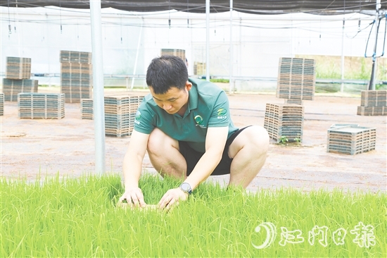 育秧大棚里，王曉庭俯身察看秧苗長(zhǎng)勢(shì)。