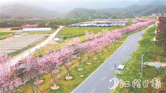 鶴山市堅(jiān)持全市“一盤棋”推進(jìn)鄉(xiāng)村綠化工作。圖為鶴城鎮(zhèn)城西村櫻花大道。