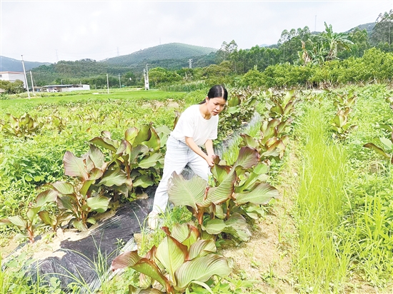 我市150多名像官利蘭這樣的第一書記，作為“生力軍”奮戰(zhàn)在“百千萬工程”第一線。