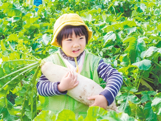 崖門甜水蘿卜肉質(zhì)細(xì)膩、清甜無渣。