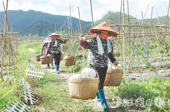 “潭碧冬瓜”地理標志專用標志的核準使用既是對潭碧冬瓜產(chǎn)品質(zhì)量的高度認可，又有助于保護和傳承地方特色產(chǎn)品。