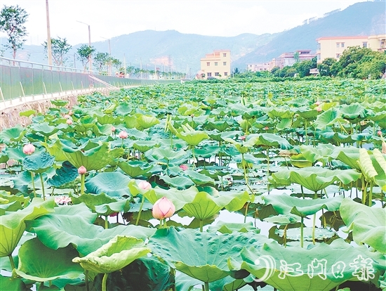 村內(nèi)新增的荷花池風(fēng)景優(yōu)美，成為村民休閑放松的好去處。