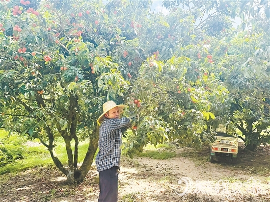 北陡鎮(zhèn)部分品種的荔枝已上市。