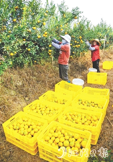 恩平壯大茶枝柑產(chǎn)業(yè)，帶動農(nóng)戶增收致富。