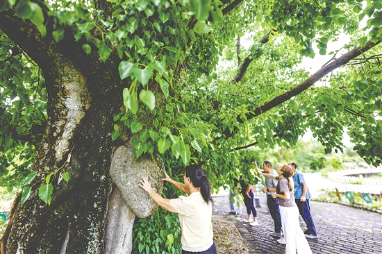 菩提古樹公園擁有一棵樹齡715年的菩提古樹。