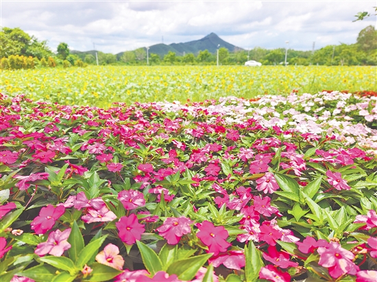 長春花、蘇丹鳳仙花等多種鮮花映襯著大片的向日葵花田，讓城西村成為一片花的海洋。