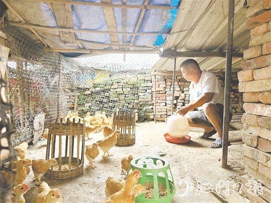 勞大叔掌握養(yǎng)雞技術(shù)后，家里的生活發(fā)生了變化。