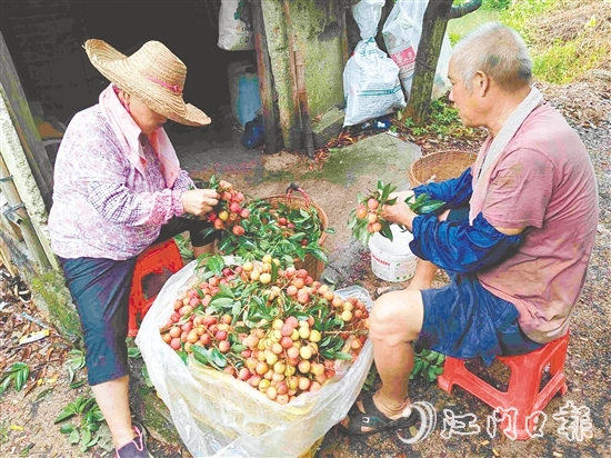 果園內(nèi)，果農(nóng)在整理剛摘下的荔枝。