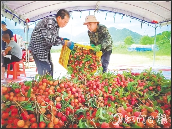 臺(tái)山市新時(shí)代文明實(shí)踐中心發(fā)揮“8+N”志愿服務(wù)總隊(duì)牽頭作用，聯(lián)合北陡鎮(zhèn)新時(shí)代文明實(shí)踐所加強(qiáng)與當(dāng)?shù)剞r(nóng)業(yè)部門的溝通對(duì)接，助力打響北陡荔枝品牌，成為新時(shí)代文明實(shí)踐的鮮活注腳。