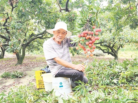 今年宅梧荔枝總產(chǎn)量預(yù)計250萬公斤，目前已陸續(xù)上市。