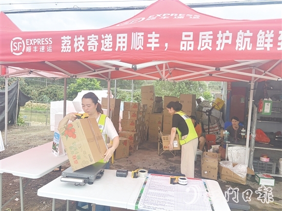 順豐、京東等快遞企業(yè)已進(jìn)駐宅梧鎮(zhèn)荷村村，助力宅梧荔枝走上全國消費者的餐桌。
