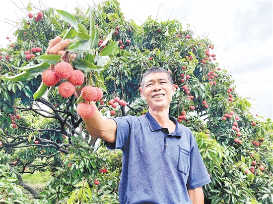 今年宅梧荔枝大豐收，總產(chǎn)量預(yù)計約250萬公斤。