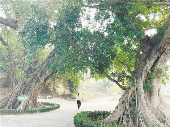 各級(jí)在藍(lán)田村投入約200萬(wàn)元完成古樹公園建設(shè)、村道改造及村容村貌整治，提升古村風(fēng)貌。
