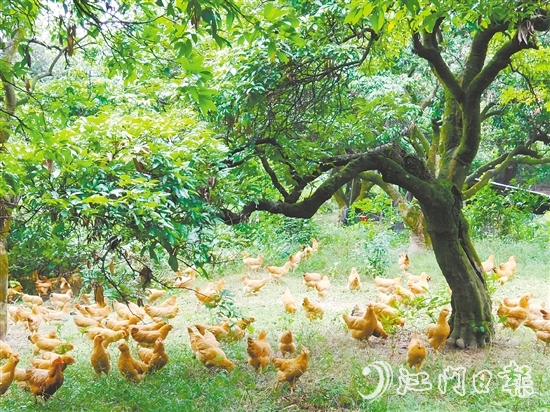 金雞鎮(zhèn)立足資源稟賦，加快推動農(nóng)業(yè)產(chǎn)業(yè)轉(zhuǎn)型升級，通過整合鎮(zhèn)域八大類22個特色農(nóng)產(chǎn)品，打造“金雞優(yōu)品”區(qū)域品牌。