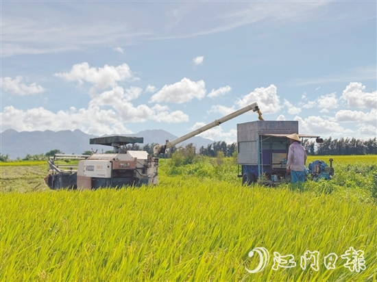 汶村鎮(zhèn)上萬畝稻田迎來豐收，大耕戶爭(zhēng)分奪秒搶收。