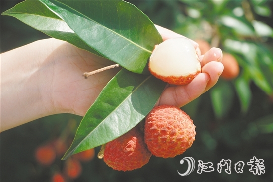 四九鎮(zhèn)荔枝林迎來豐收。
