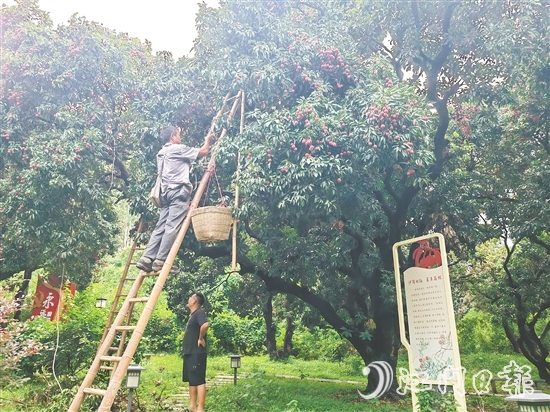 沙崗村的村民忙著摘荔枝。