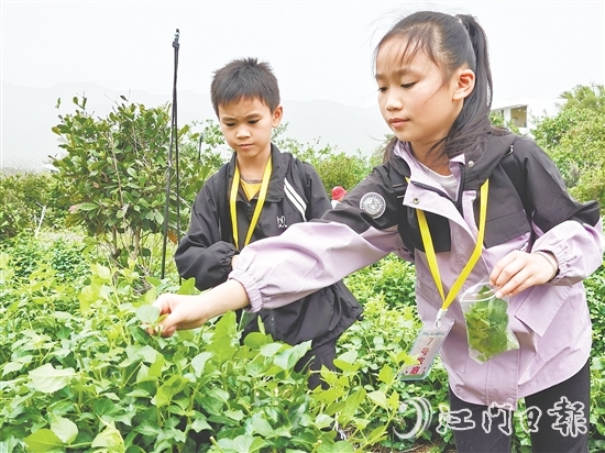 恩平簕菜富含黃酮類化合物、生物堿及多種微量元素。