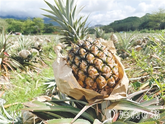 那吉鎮(zhèn)遠(yuǎn)離工業(yè)污染，山清水秀，雨水充沛，氣候溫暖，種出來(lái)的鳳梨品質(zhì)優(yōu)良。