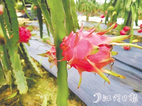 紅肉火龍果甜度高、營(yíng)養(yǎng)價(jià)值豐富。