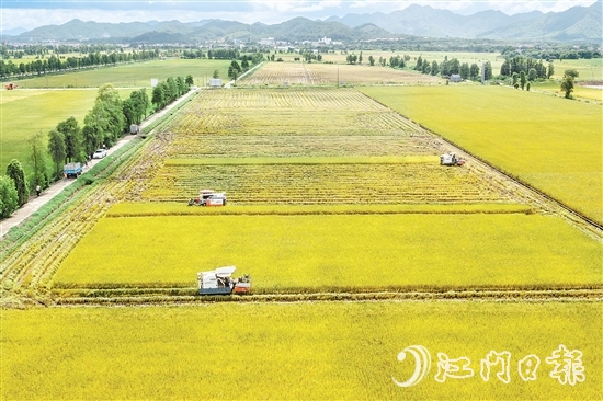 莘村村位于“廣東第一田”萬(wàn)畝高產(chǎn)示范片核心區(qū)，科技賦能的強(qiáng)勁浪潮以磅礴之勢(shì)重塑這片土地的面貌與內(nèi)核，煥發(fā)全新生機(jī)與活力。